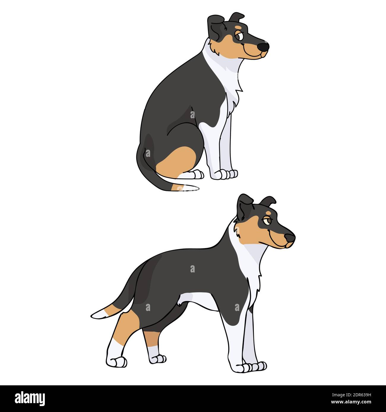 Smooth collie kennel 2025