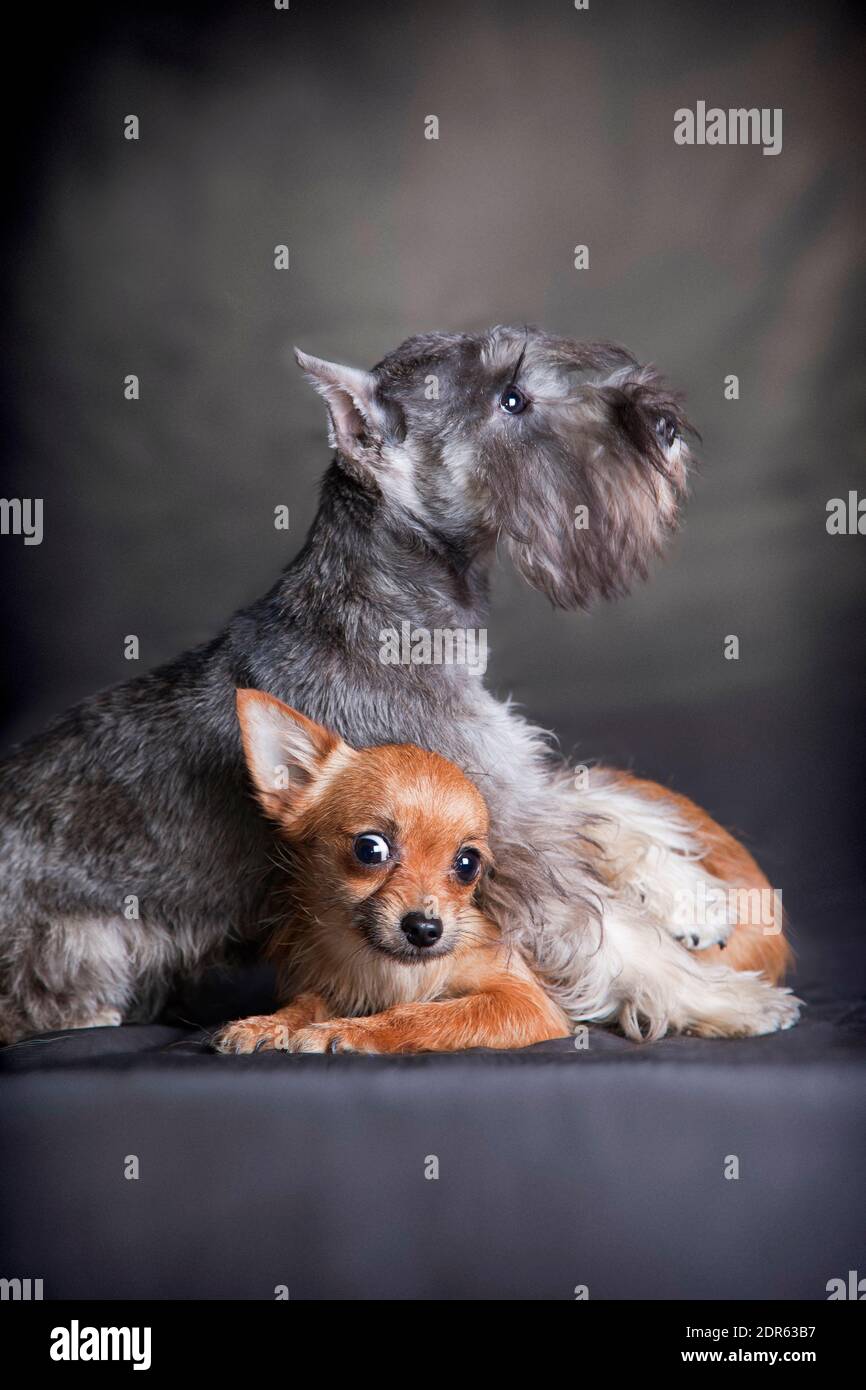 Ginger long haired chihuahua hot sale