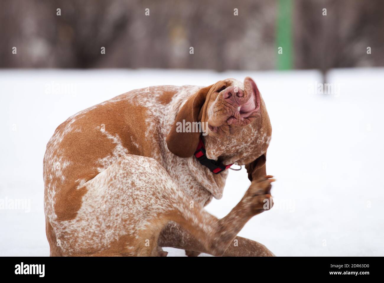Why Does My Dog Scratch His Nose