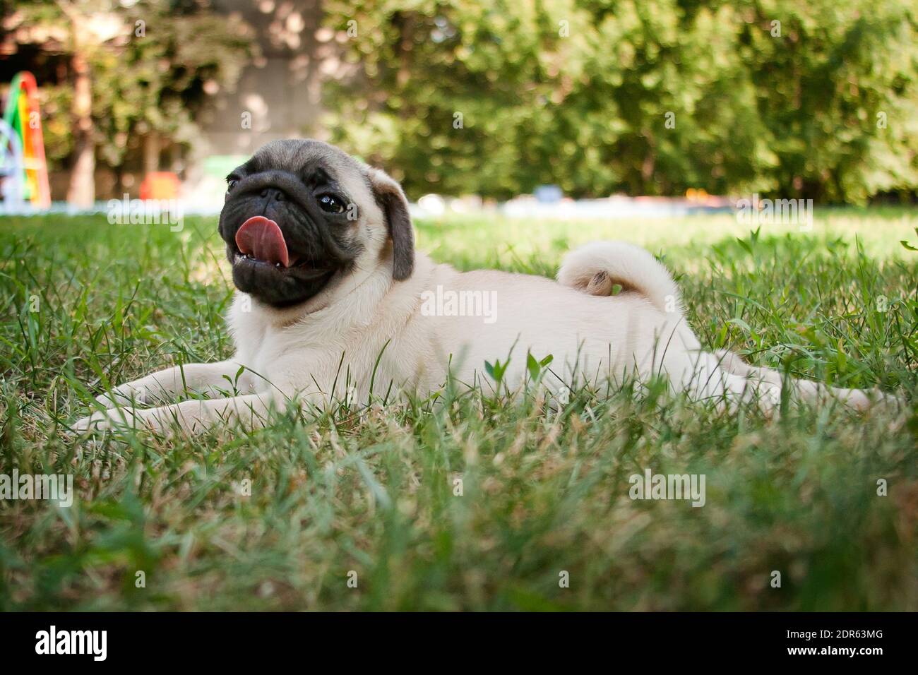Pug - a small decorative dog, which has long been kept know. A dog with a lively, cheerful and at the same time balanced character, noble and affectio Stock Photo