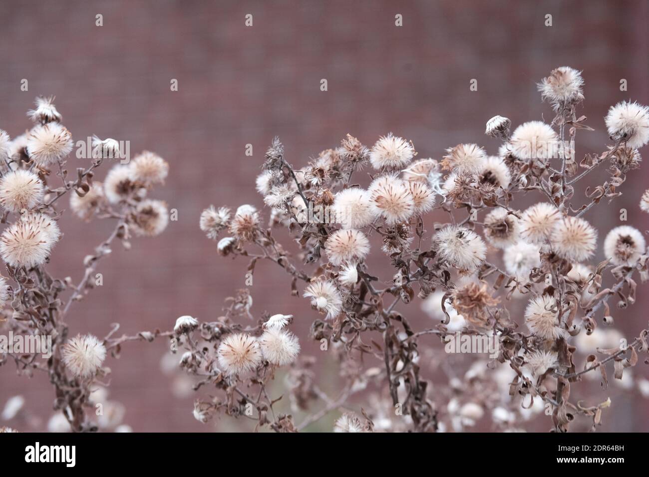 Fluffy white seed heads in winter against a red brick wall. Pretty as a picture. Ottawa, Ontario, Canada. Stock Photo
