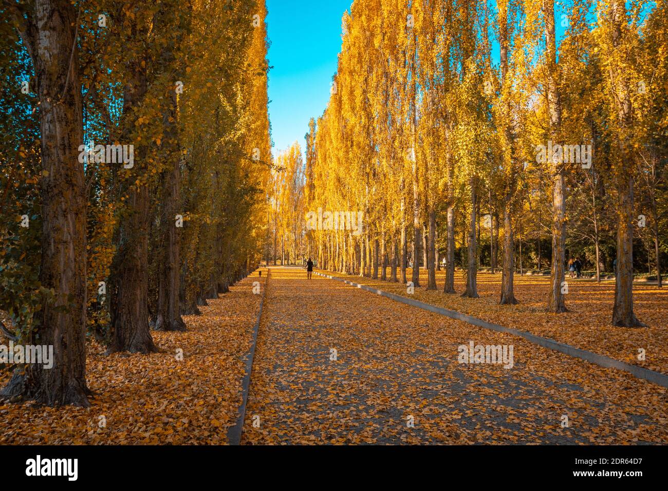 Autumn foliage in Treptower park of Berlin Stock Photo