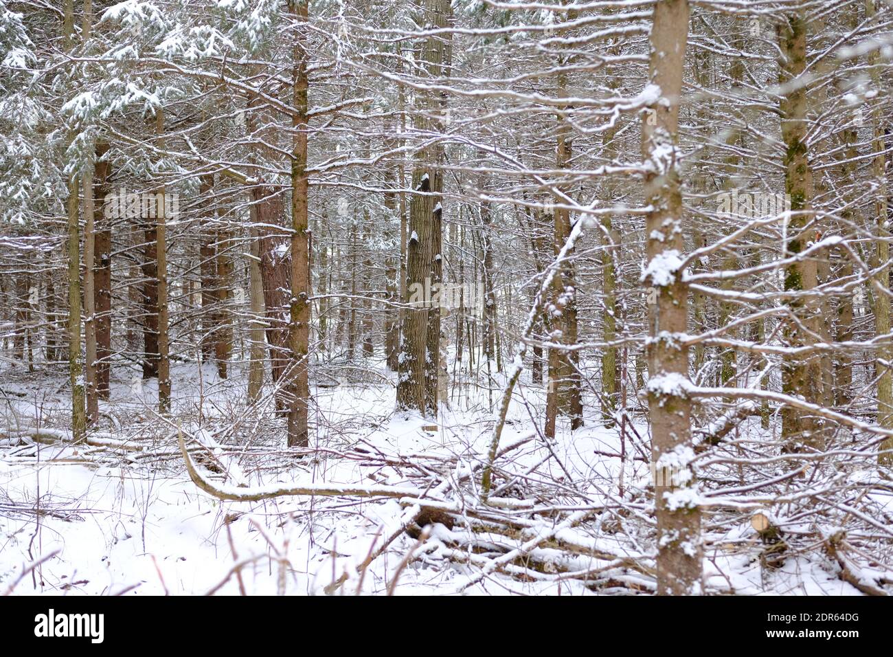 Snowy Ontario woods in winter with fresh snow laying on branches and fallen trunks. Ottawa, Canada. Stock Photo
