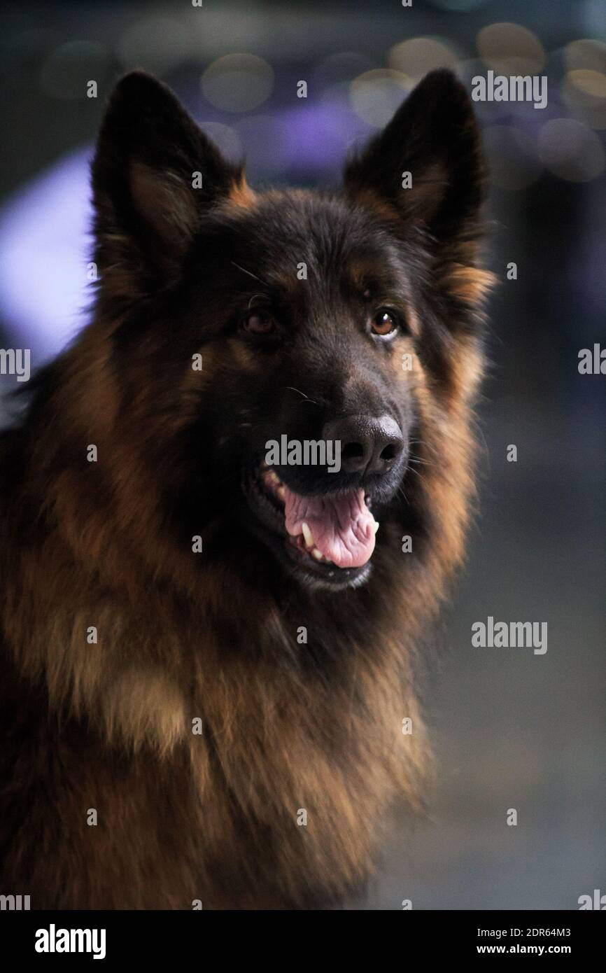 Big fluffy best sale german shepherd