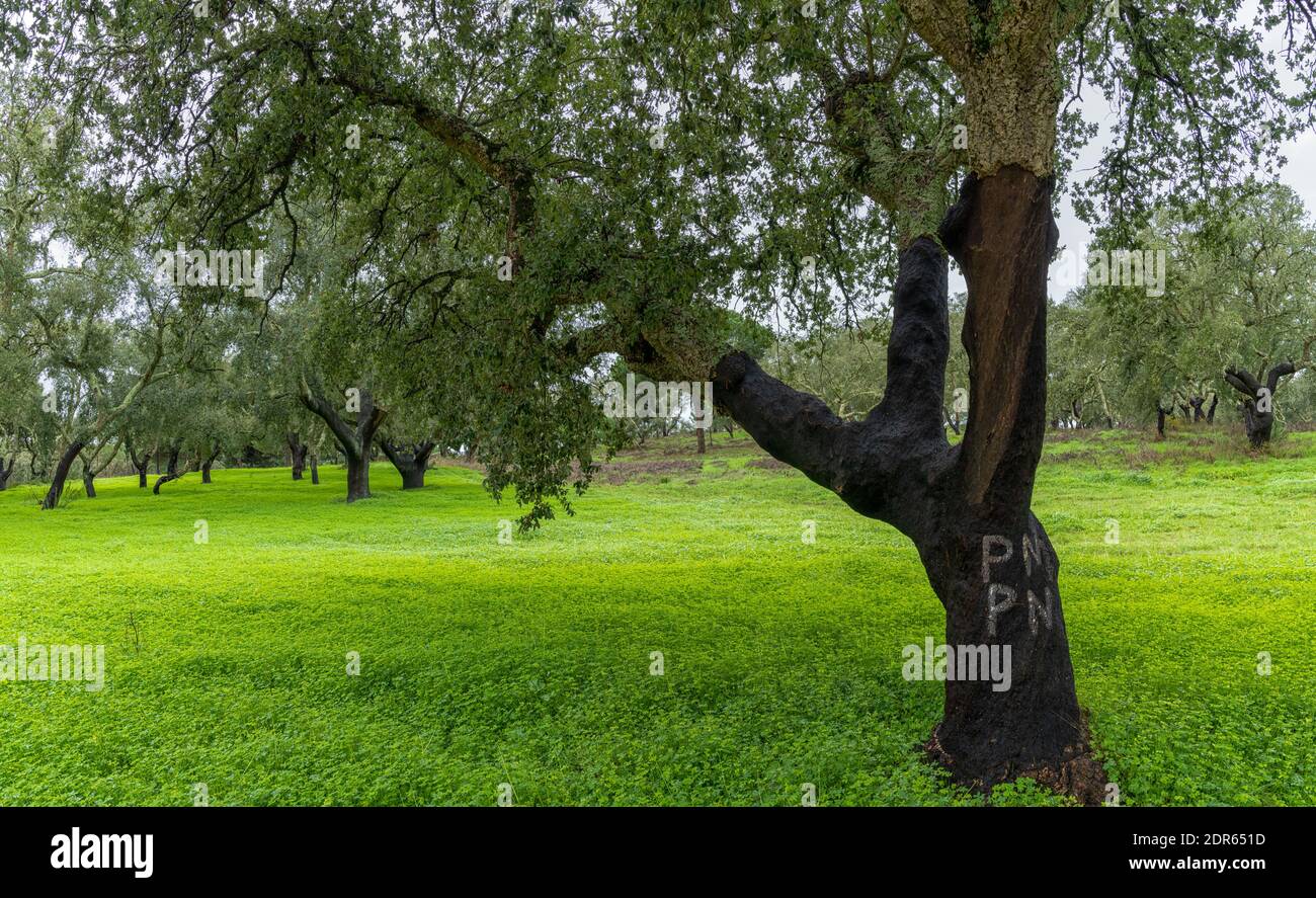 A cork tree labelled and numbered after the bark has been harvested and