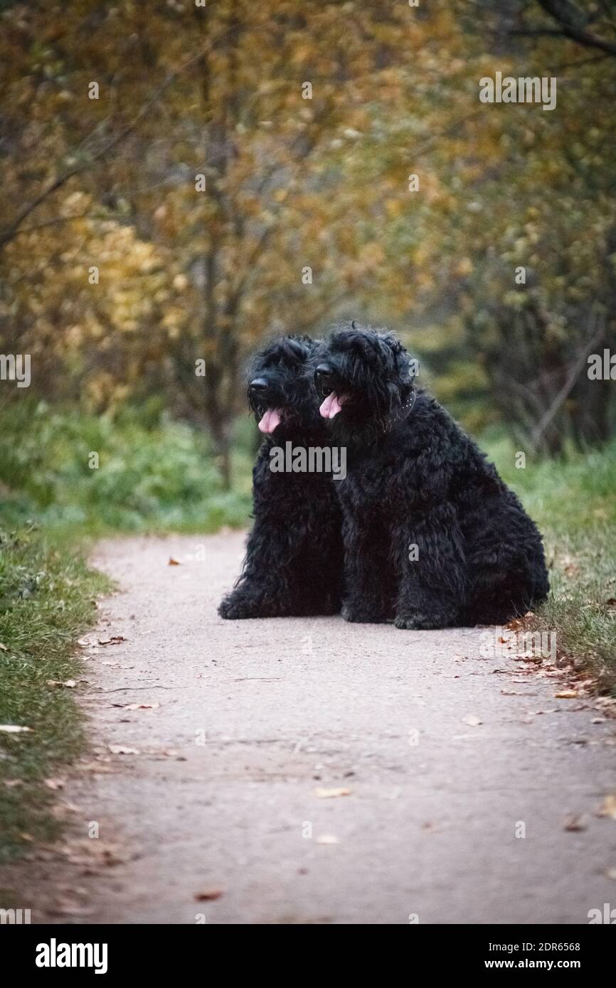 Large black terrier hot sale breeds