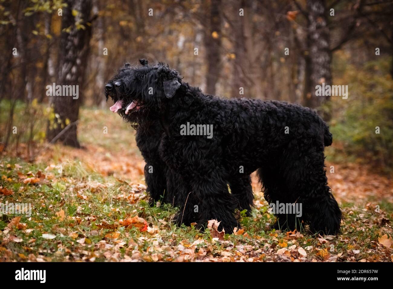 Two large black dogs of the Russian Black Terrier breed a large