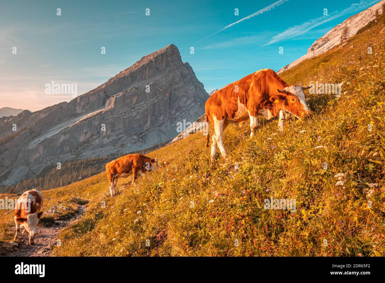 Cows in Mount Watzmann Stock Photo