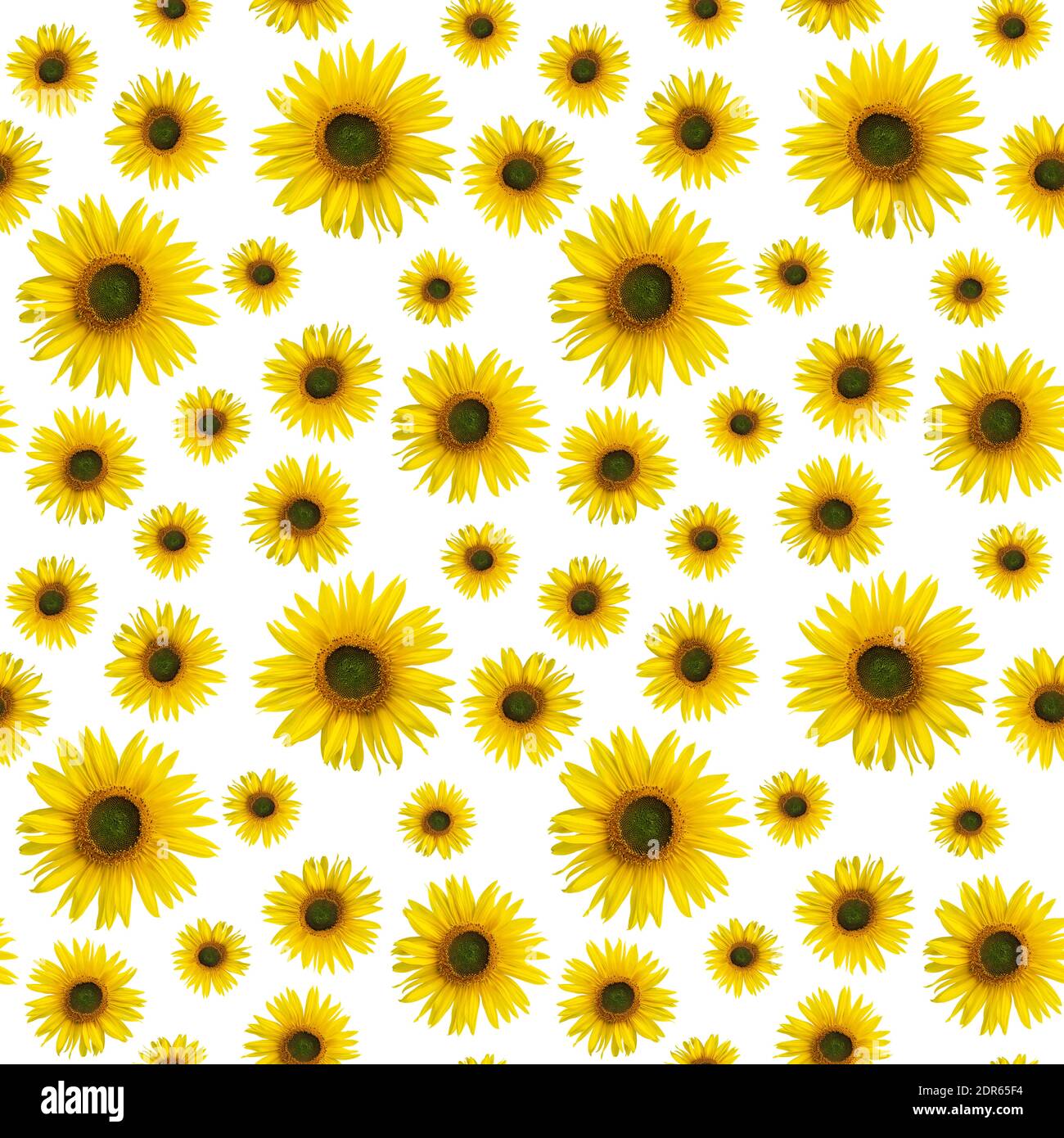 Seamless pattern with real yellow sunflower flowers in high resolution.  Photo pattern with a sunflower on a white background for printed products,  pac Stock Photo - Alamy