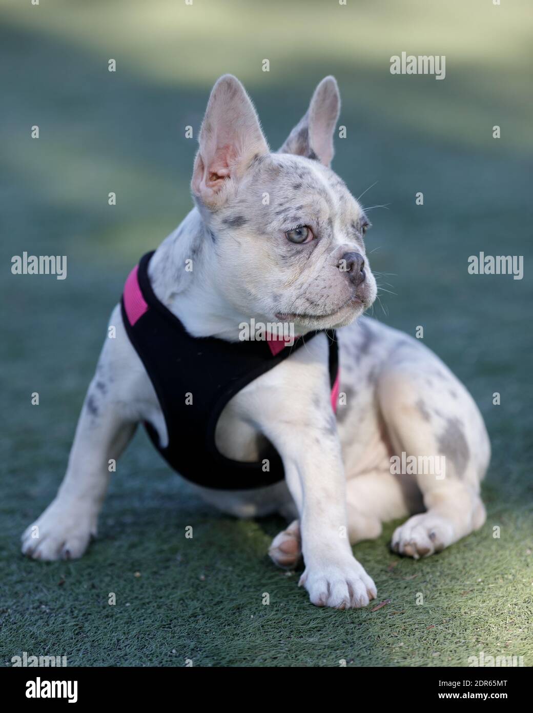 Lilac merle puppy hi res stock photography and images Alamy