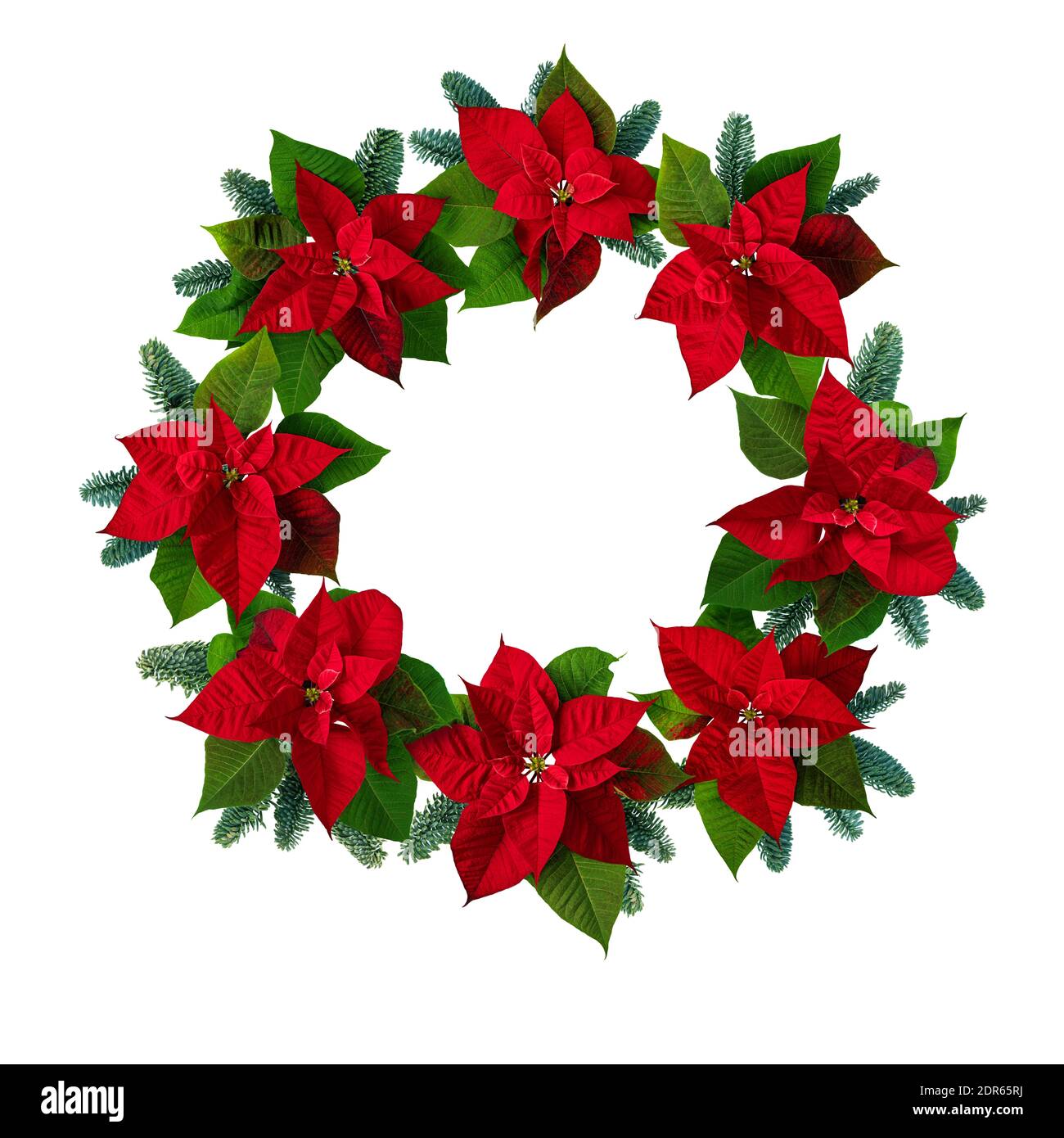Poinsettia Christmas Eve flowers and blue noble fir tree branches wreath isolated on white. Flor de Pascua. Red euphorbia pulcherrima plant. Stock Photo