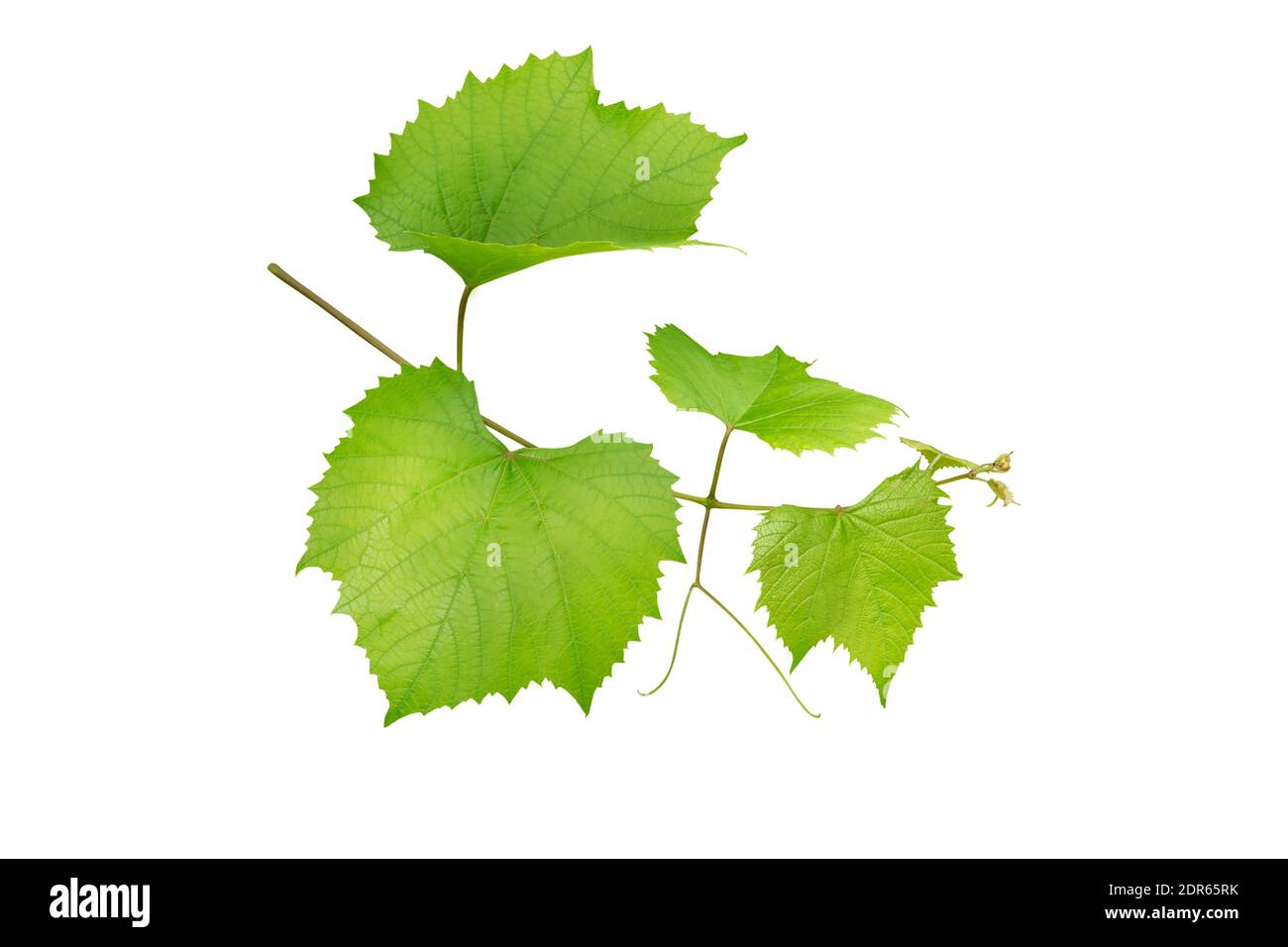 Grape branch isolated on white. Vine with green fresh leaves and tendrils. Grapevine. Vitis vinifera plant. Stock Photo