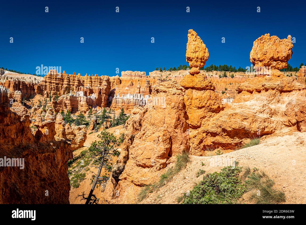 Hoodoos and eroded sandstone formations along the Queen's Garden and Navajo Loop hiking trails at Bryce Canyon National Park in Utah. Stock Photo