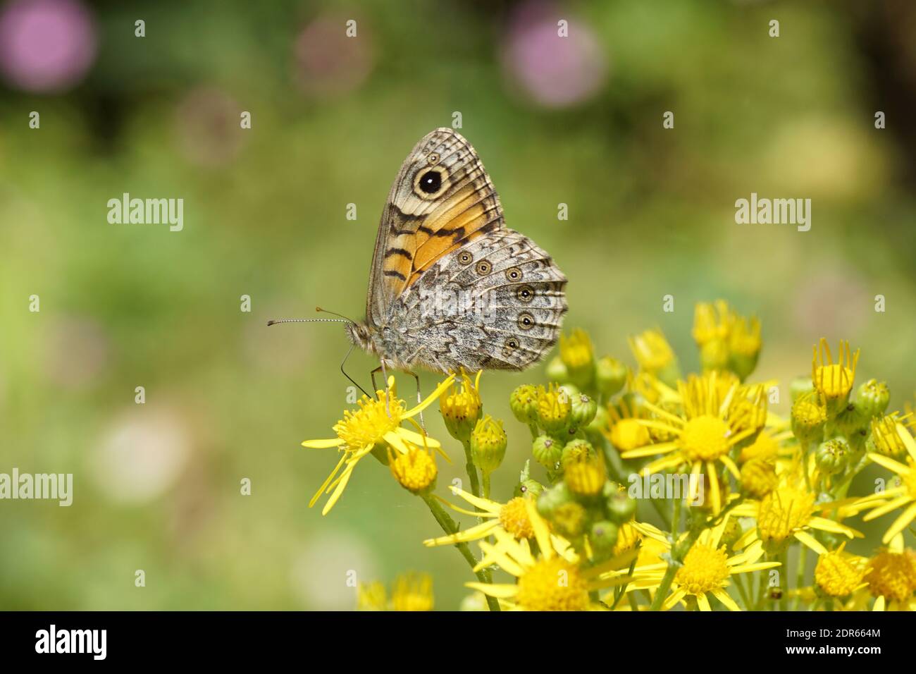Wall or wall brown (Lasiommata megera), family Nymphalidae on the flowers of ragwort (Senecio jacobaea), family Asteraceae or Compositae. Summer Stock Photo