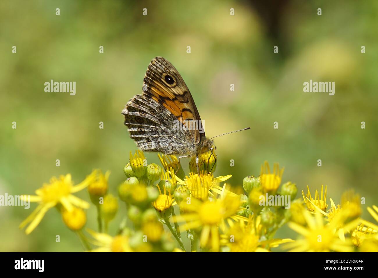 Wall or wall brown (Lasiommata megera), family Nymphalidae on the flowers of ragwort (Senecio jacobaea), family Asteraceae or Compositae. Summer Stock Photo