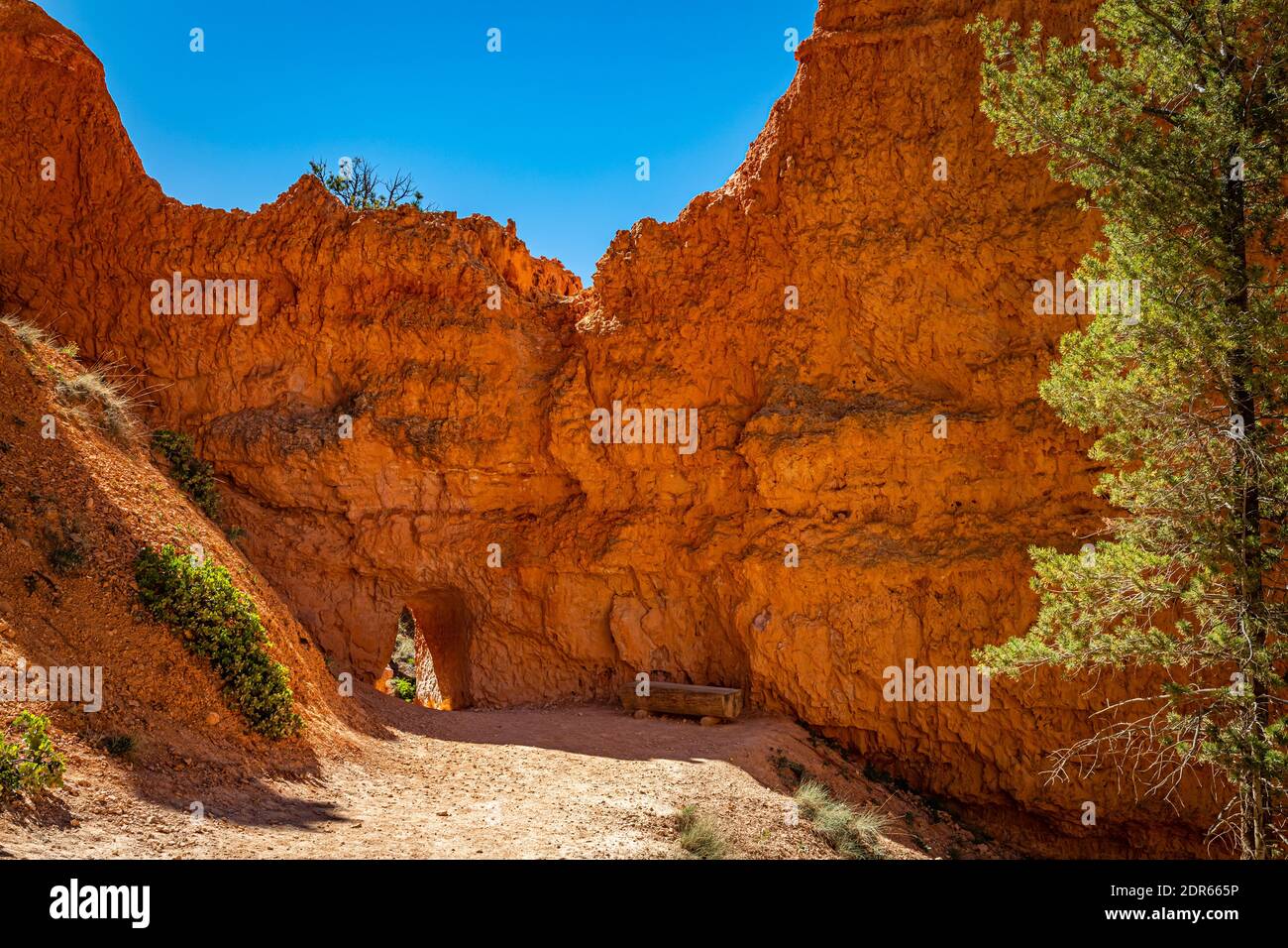 Hoodoos and eroded sandstone formations along the Queen's Garden and Navajo Loop hiking trails at Bryce Canyon National Park in Utah. Stock Photo