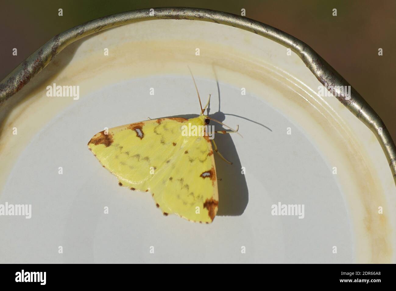 Brimstone moth (Palpita vitrealis) on a glass jar lid. Family Geometer