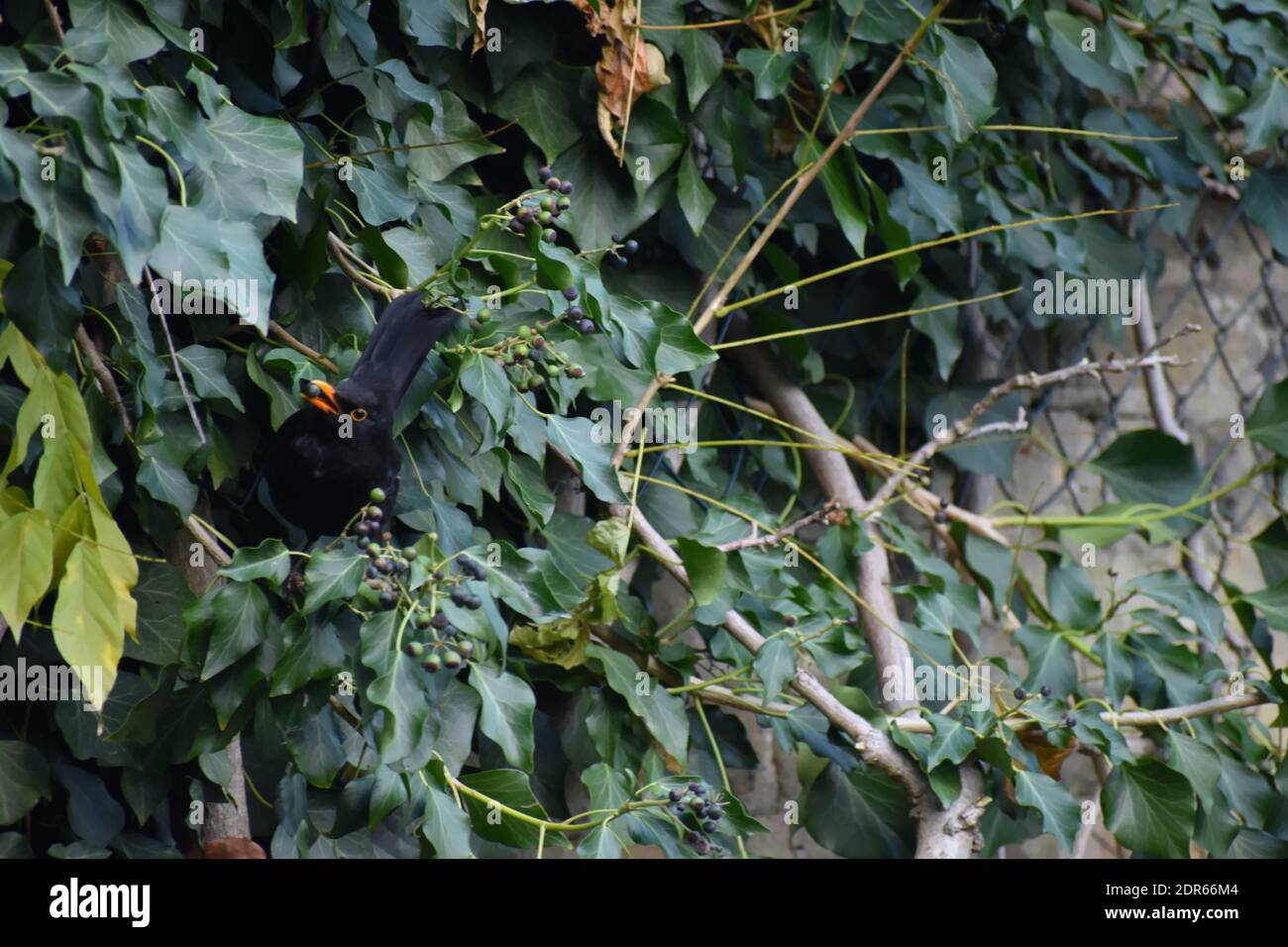 A male blackbird having an ivy berry in its beak. Members of the thrush