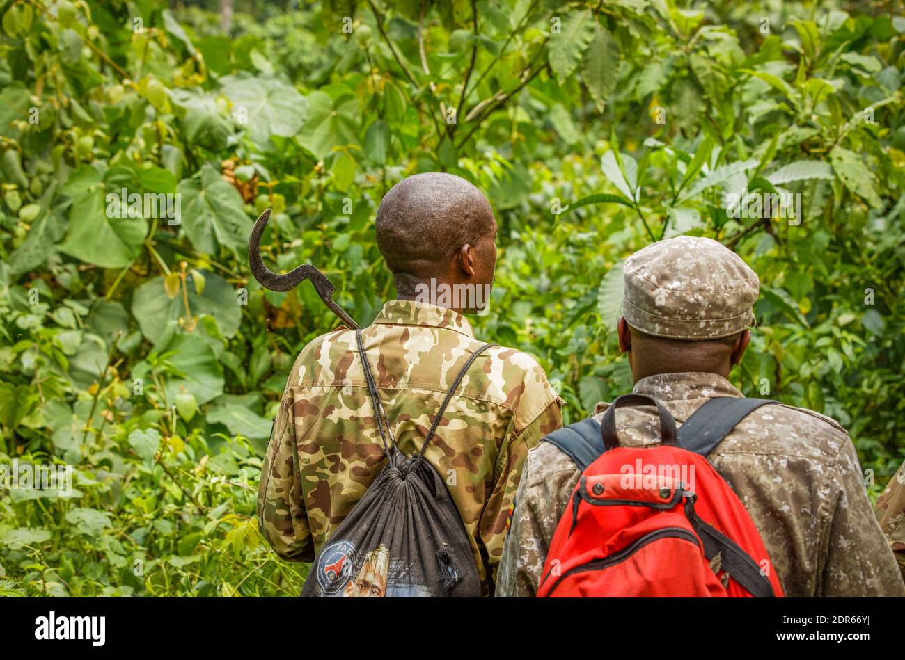 Rangers searching for mountain gorillas for a Habituation Experience, Bwindi Impenetrable Forest National Park, Uganda. Stock Photo