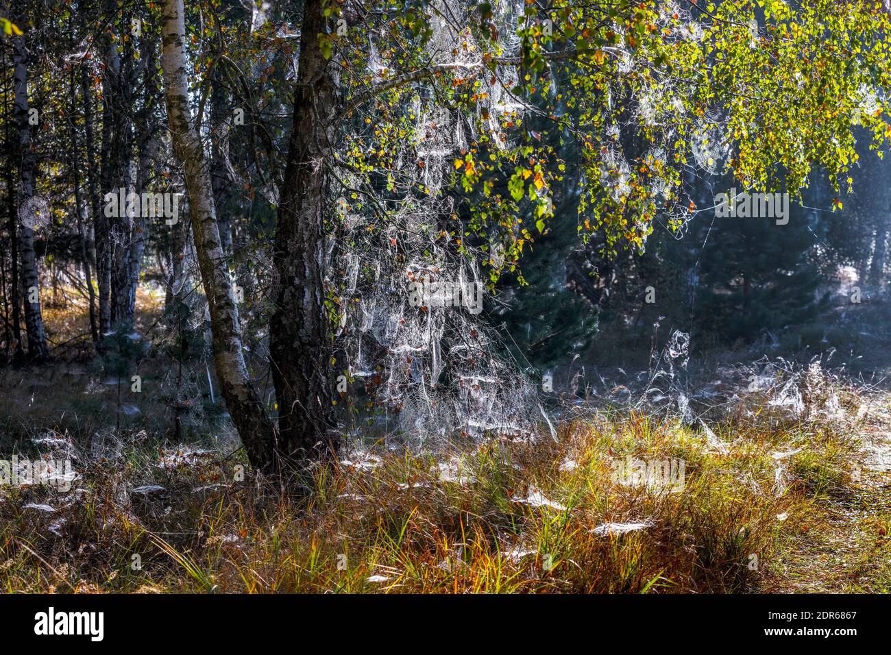 Indian beech tree hi-res stock photography and images - Alamy