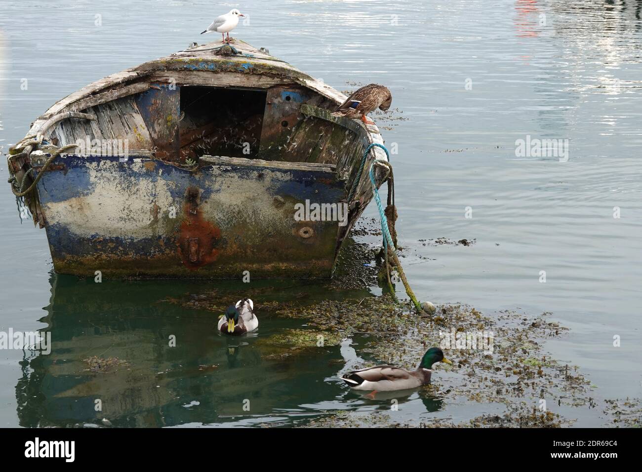 A neglected, old, small wooden rowing boat, rotting and rusting, with birds resting on it Stock Photo
