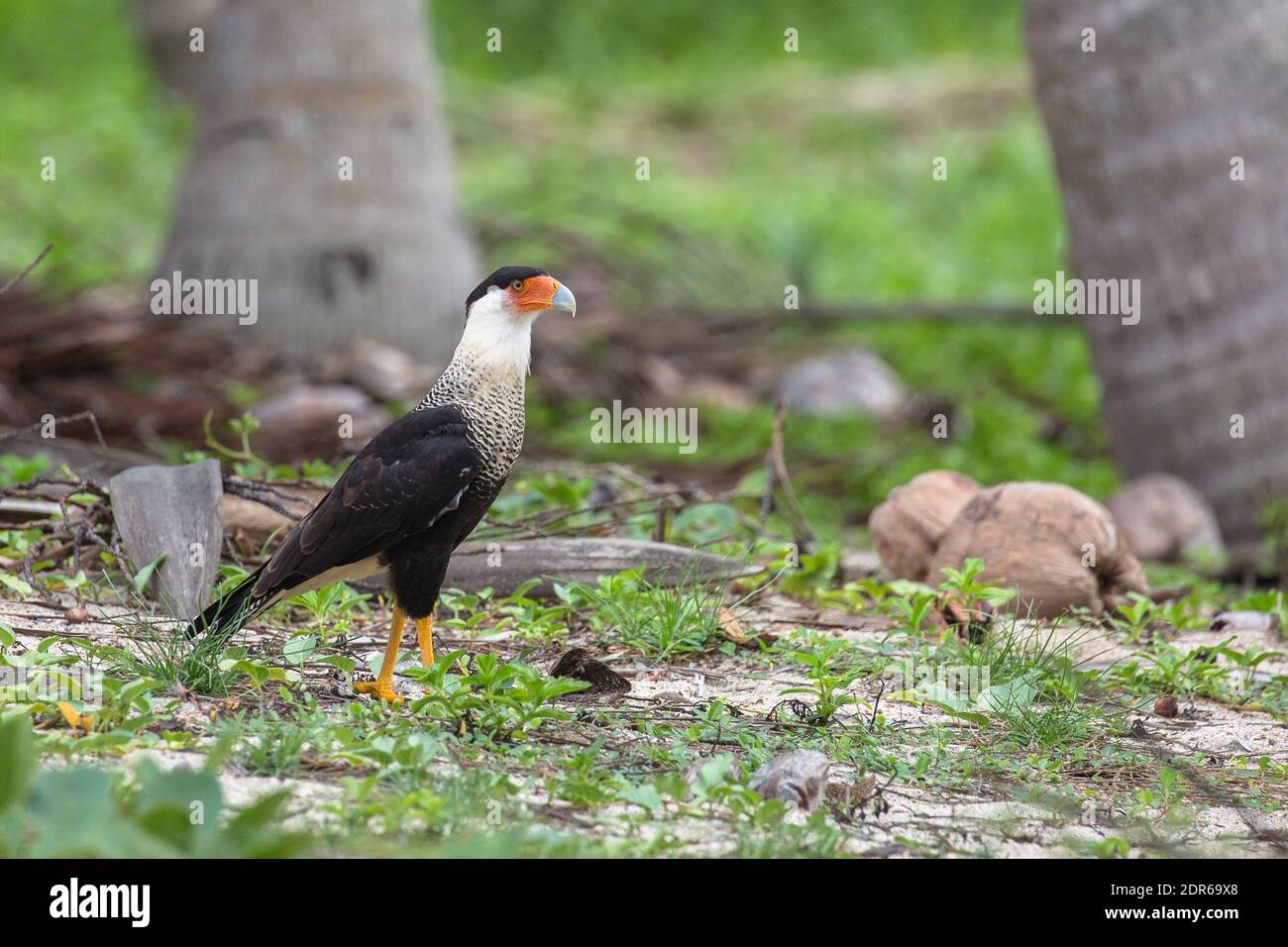 Caracara Stock Photo