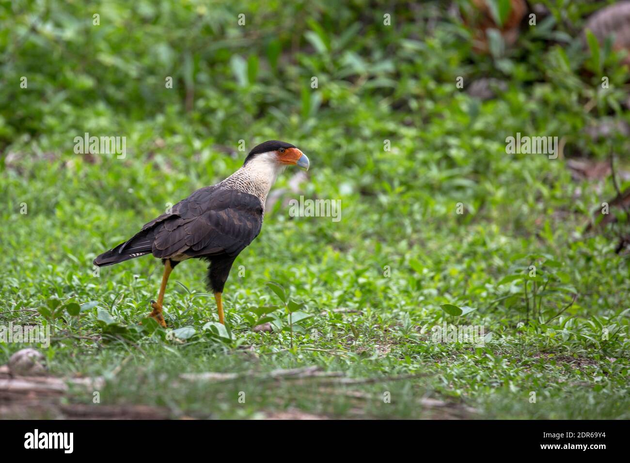 Caracara Stock Photo