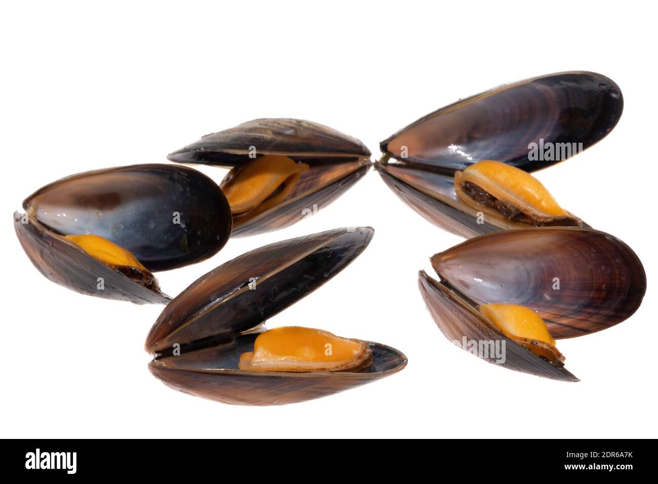 Open cooked mussels seafood white background Stock Photo Alamy