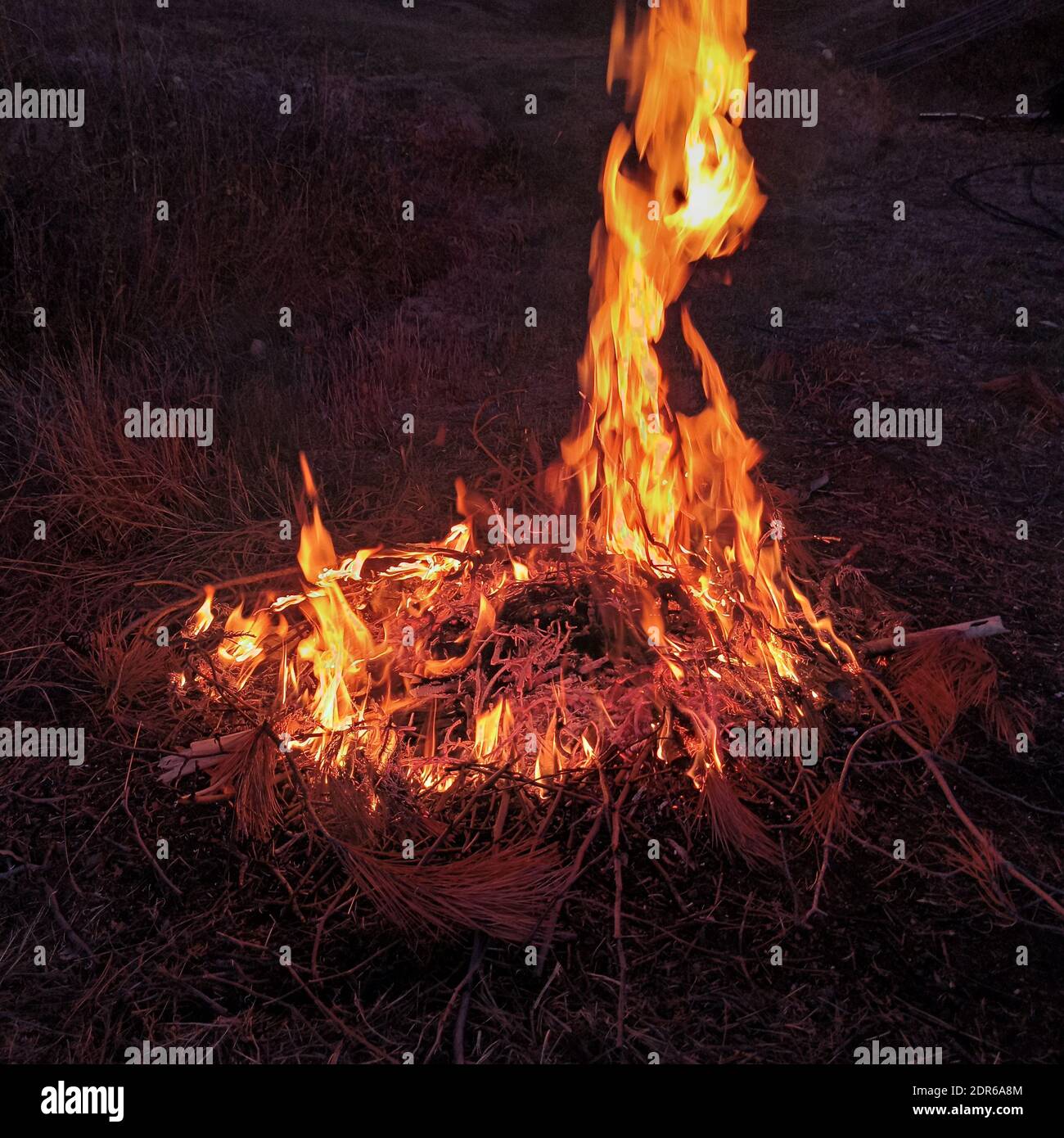 A bright growing bonfire burning tree branches in a forest Stock Photo