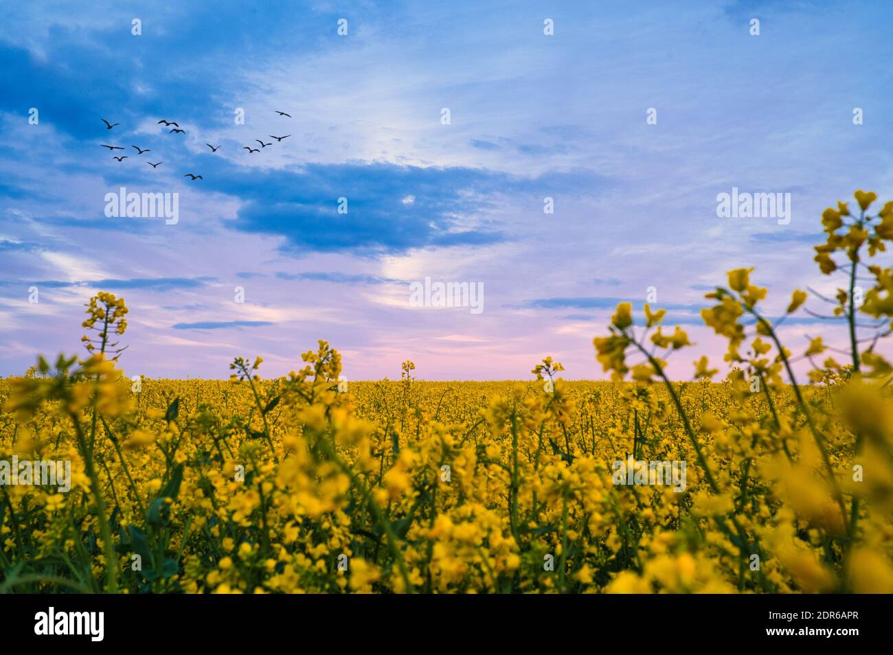 Extensive field with yellow flowering rapeseed. Colorful clouds in the sky, sunset. A landscape full of yellow flowers that plunder the soil in Europe Stock Photo