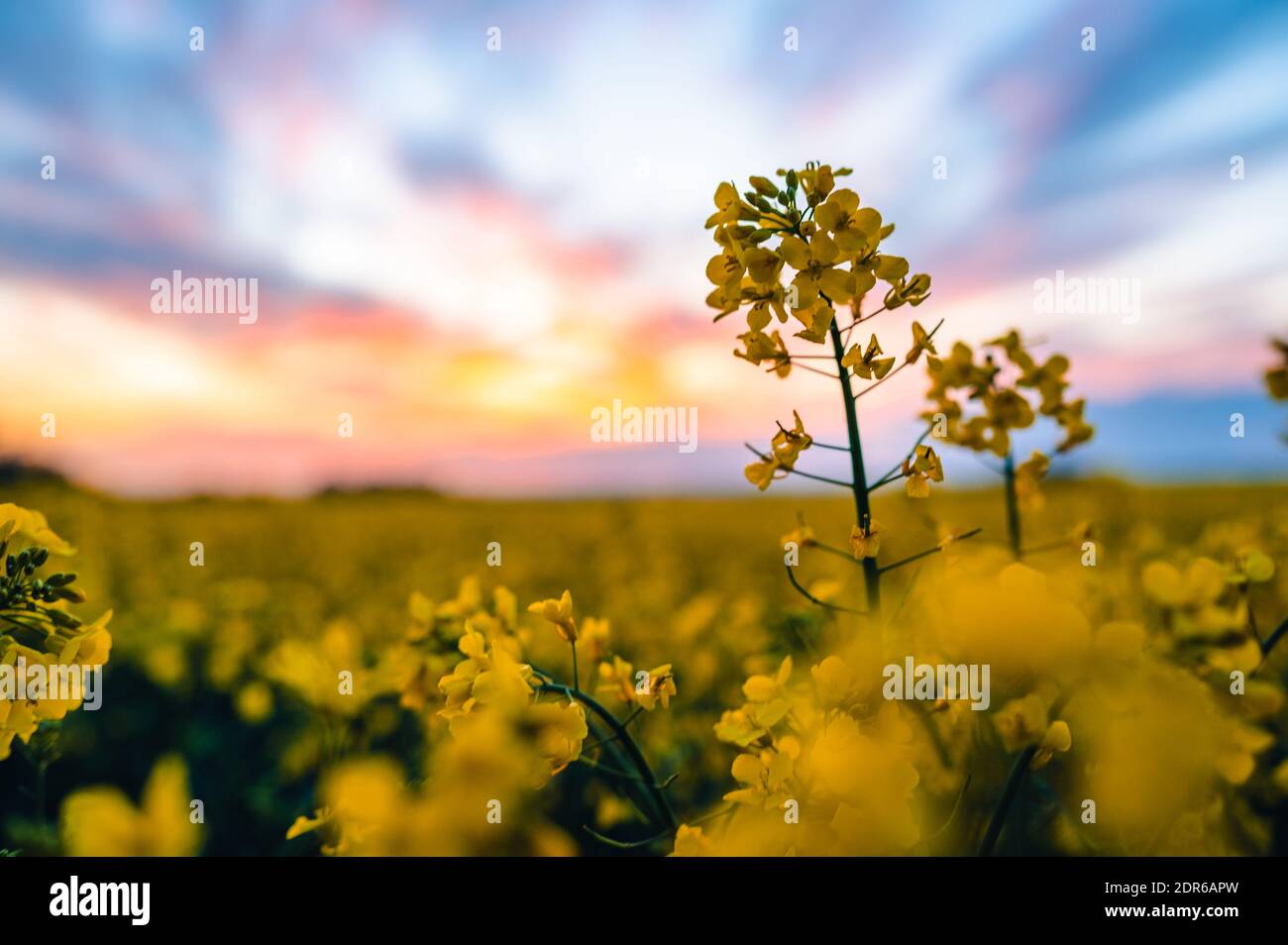 Close up of a yellow rapeseed flower. In the background is a colorful sunset and an entire rapeseed field. Shallow depth of field. Stock Photo