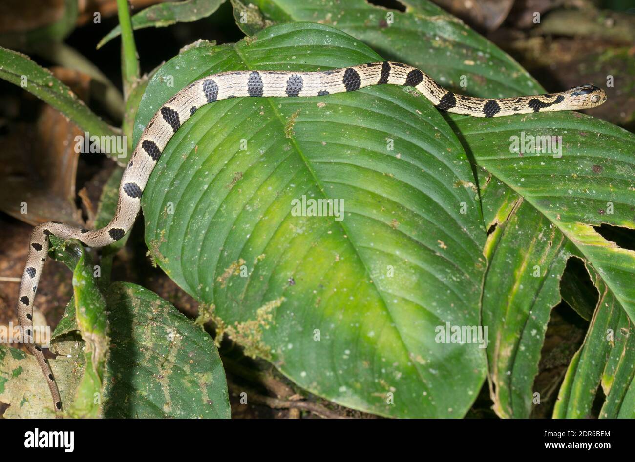 Andean Snail-Eater (Dipsas andiana) in the understory of montane rainforest in the Los Cedros Reserve, western Ecuador. Stock Photo