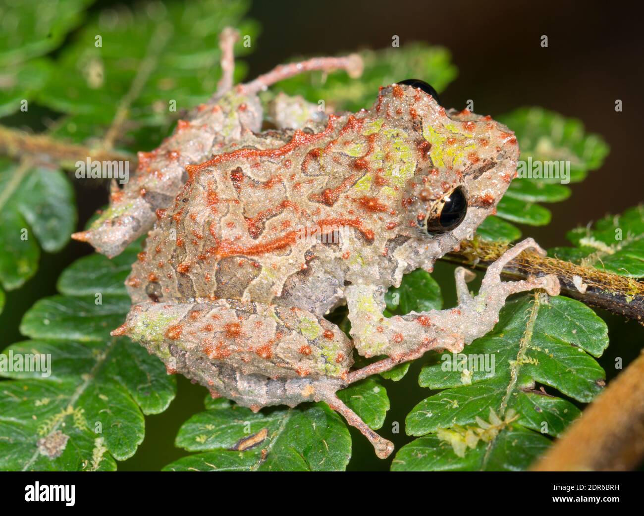 Mutable Rainfrog (Pristimantis mutabilis) on a leaf in montane rainforest in the Los Cedros Reserve, western Ecuador. So named because it can change t Stock Photo