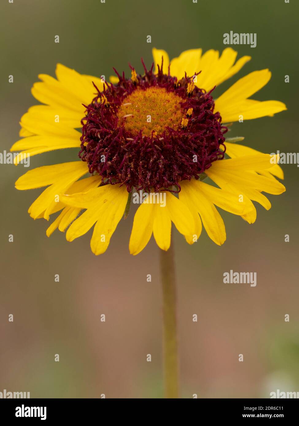 Hopi blanket flower, nature trail, Kodachrome Basin State Park