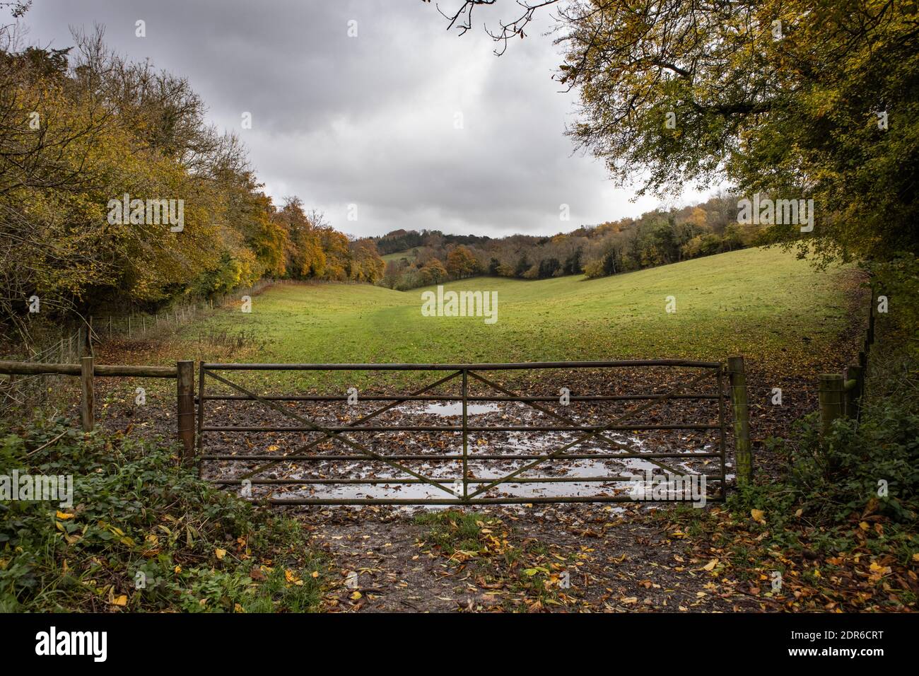 A gate in leading into a farmer’s field lined with trees showing seasonal autumnal colours of brown and orange Stock Photo