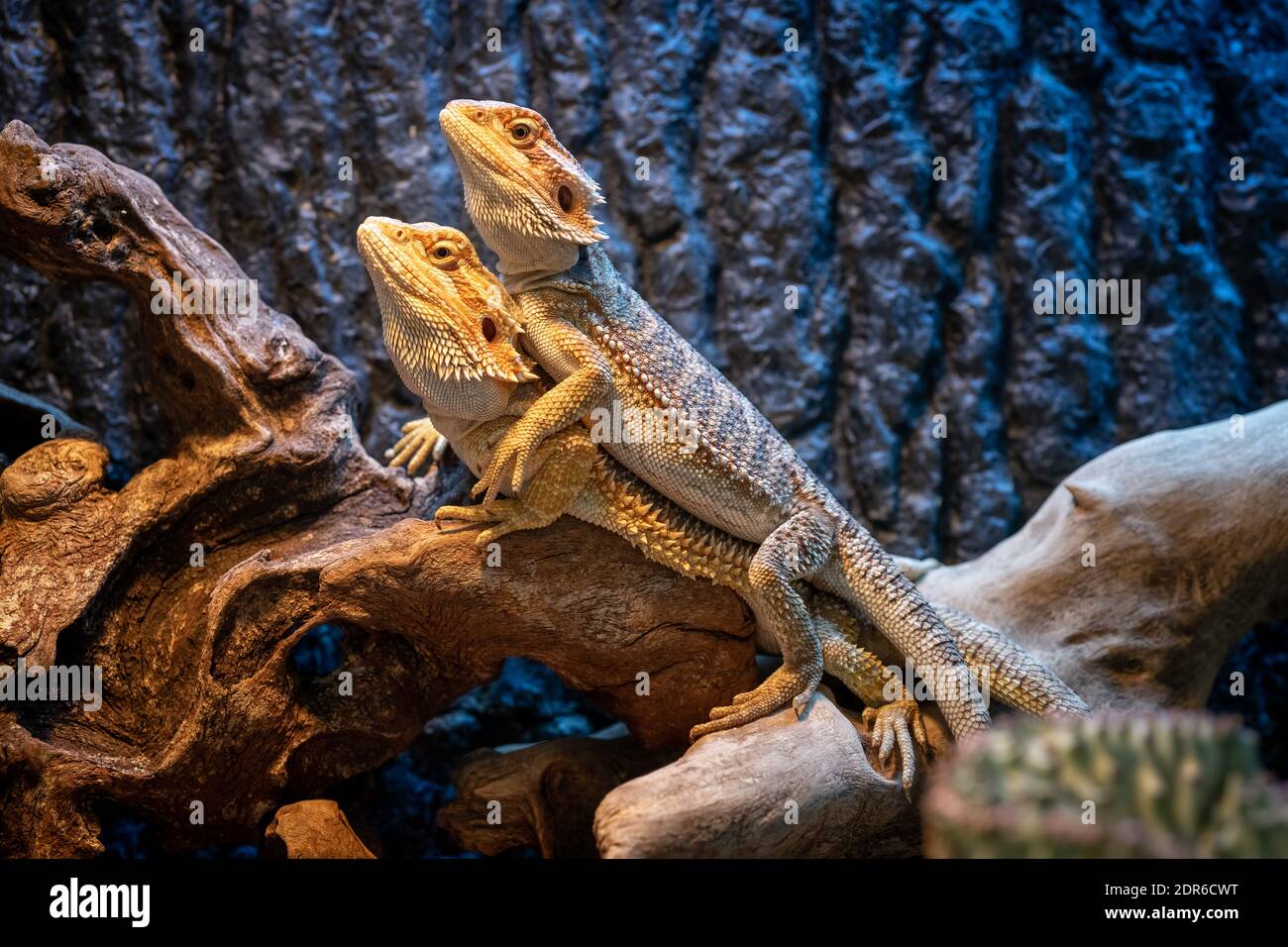 two yellow colorful bearded dragons stacked on top of each other. they are standing on a branch