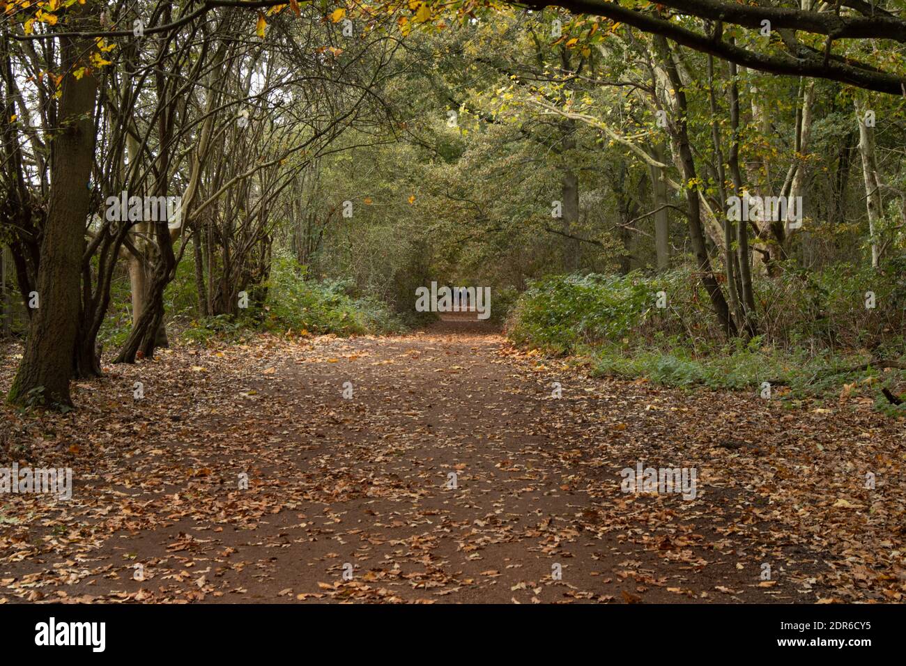 Couple walk hand in hand along a footpath through a long tunnel of overhanging trees in the autumn Stock Photo