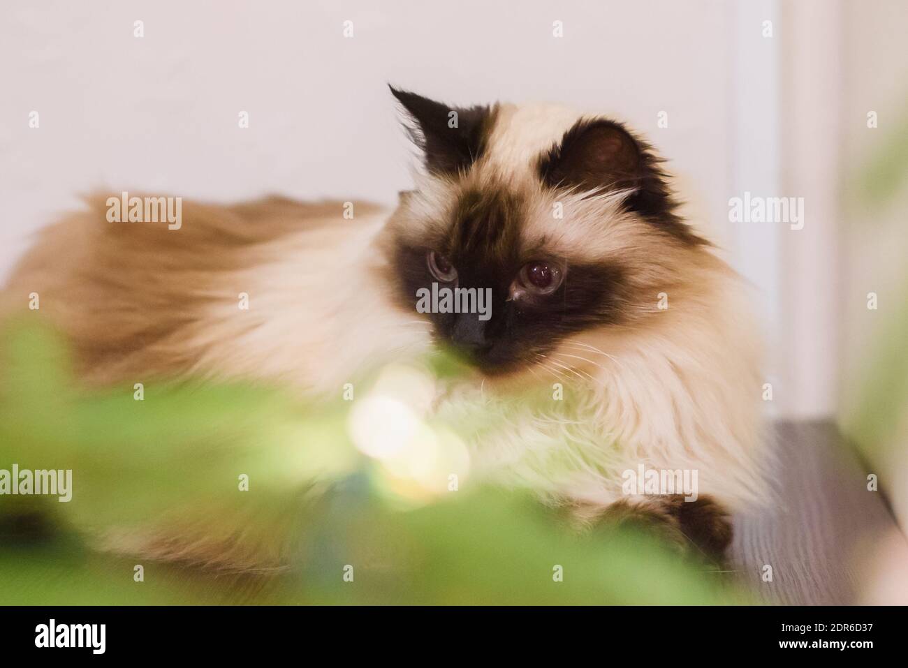 Long haired burmese hi-res stock photography and images - Alamy