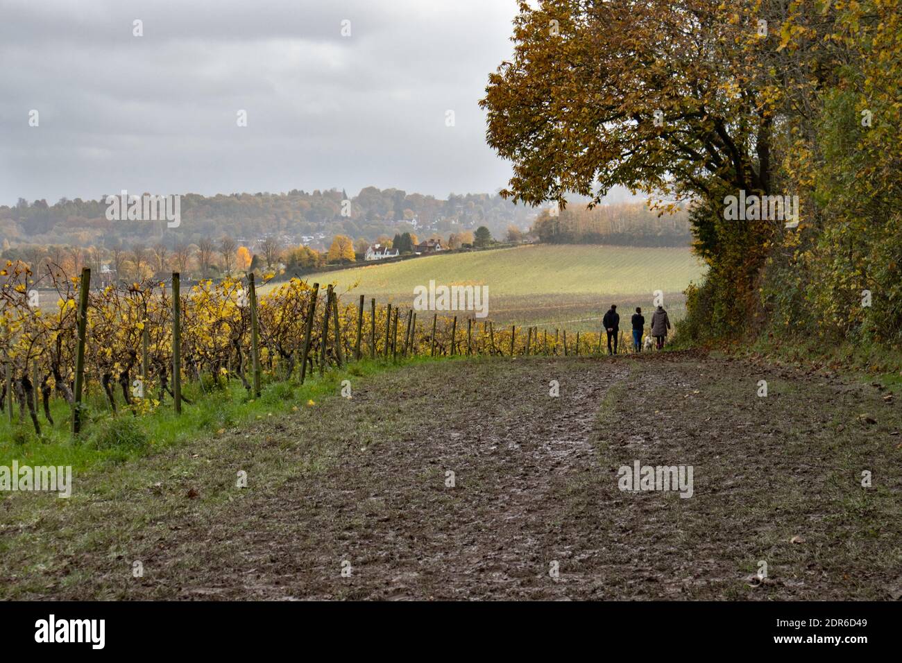 Family and dog take an autumnal walk along a footpath with overhanging tree and vineyard either side Stock Photo
