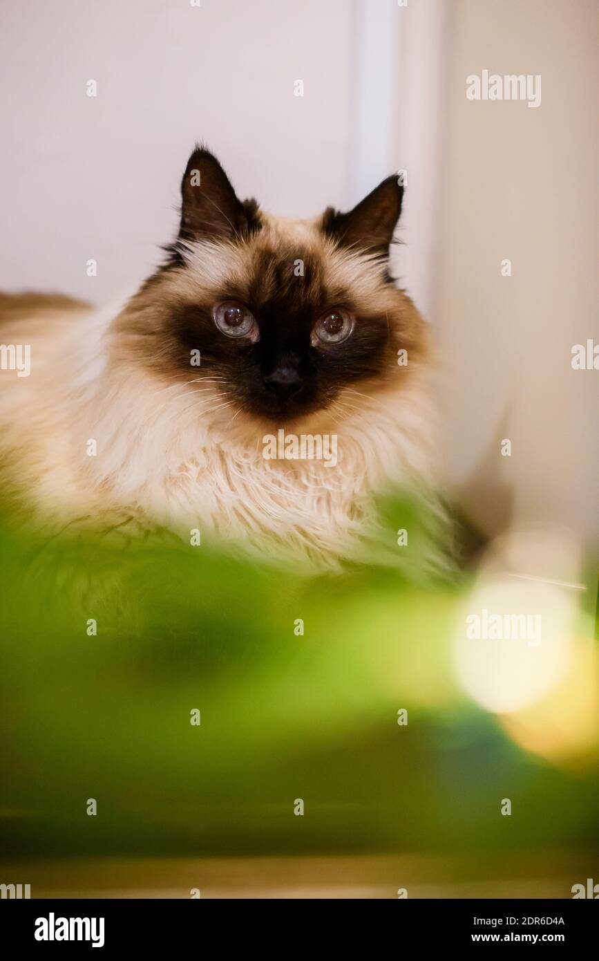 Clearance long haired burmese cat Factory Sale