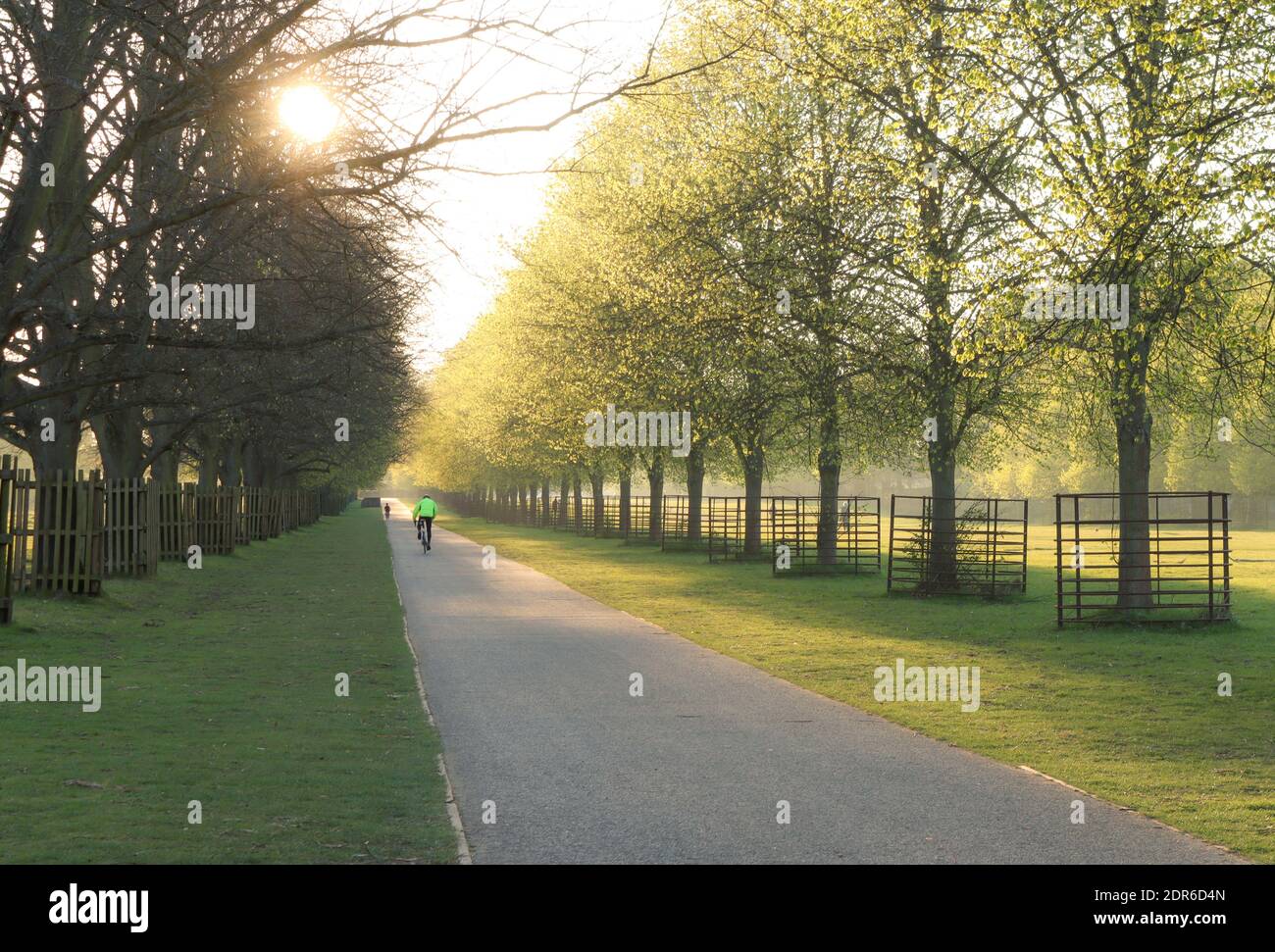 Early morning cyclist training hard along a footpath in a park lined by trees at sunrise Stock Photo