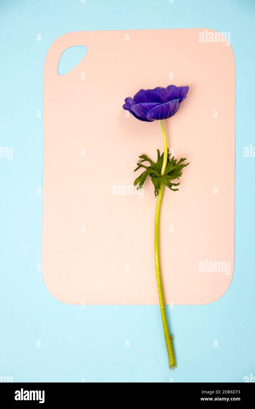 Blue anemone is on the pink board on the blue piece of paper. Concept, design, copy space Stock Photo