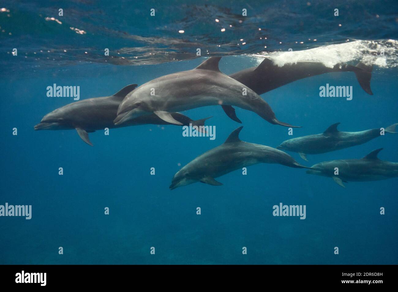 その他 Artbeats Dolphins その他 Artbeats Dolphins d o l p h i n s / vaporwave by
