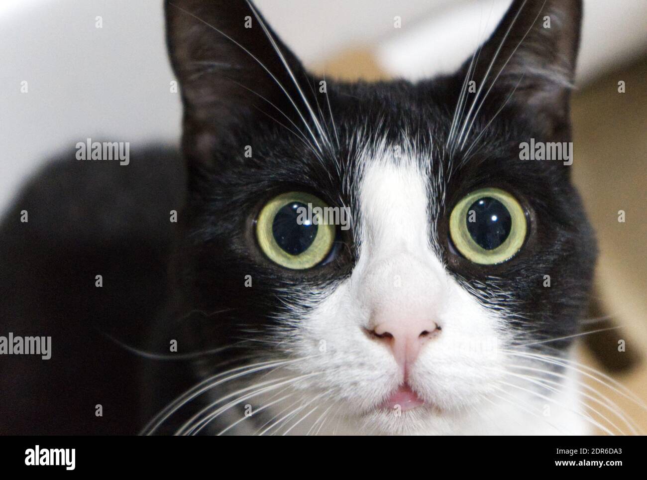 Headshot Of A Cat Hi Res Stock Photography And Images Page 11 Alamy