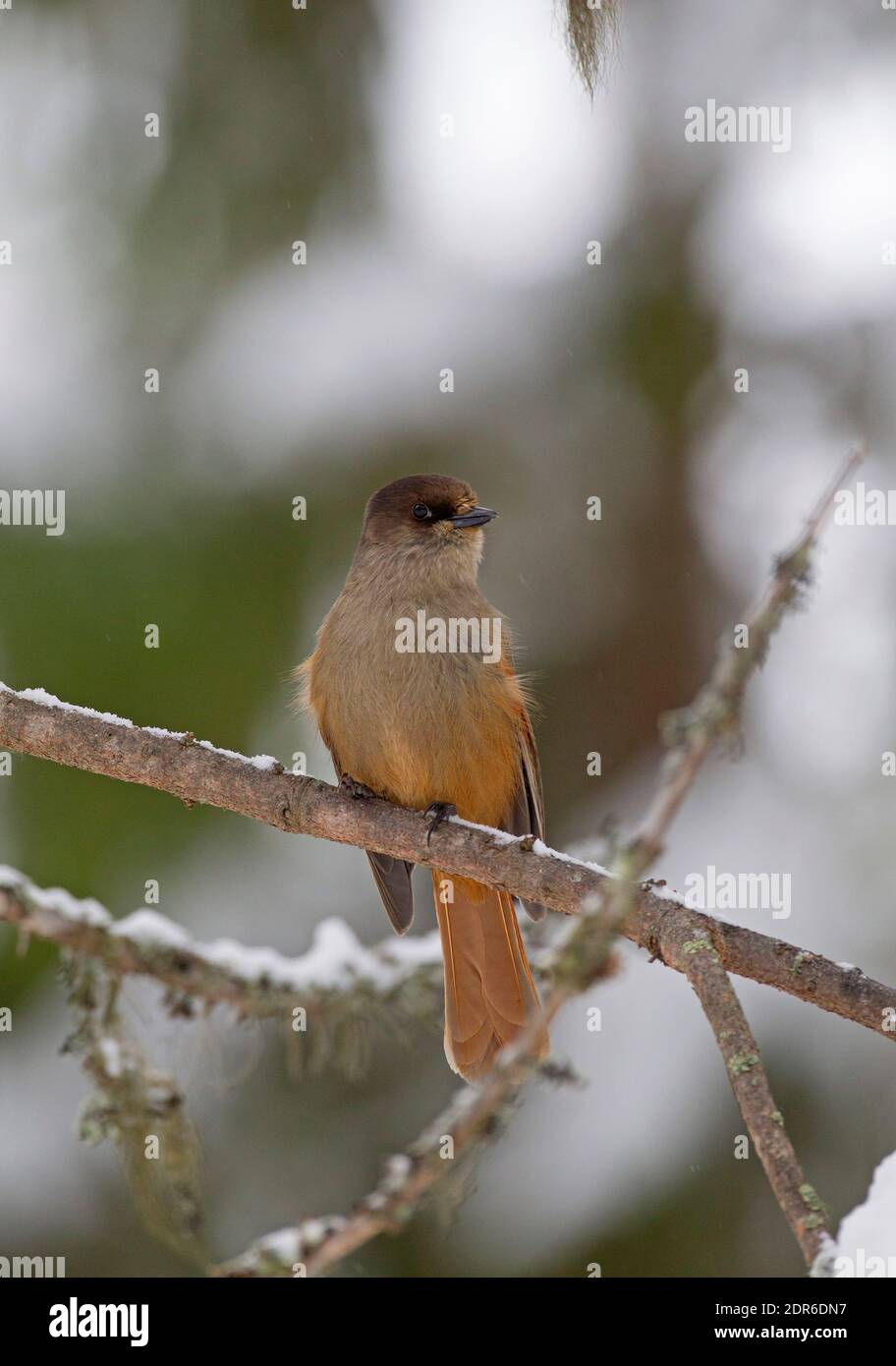 Siberian Jay, Perisoreus infaustus, single adult perched in tree. Taken February, Central Sweden. Stock Photo