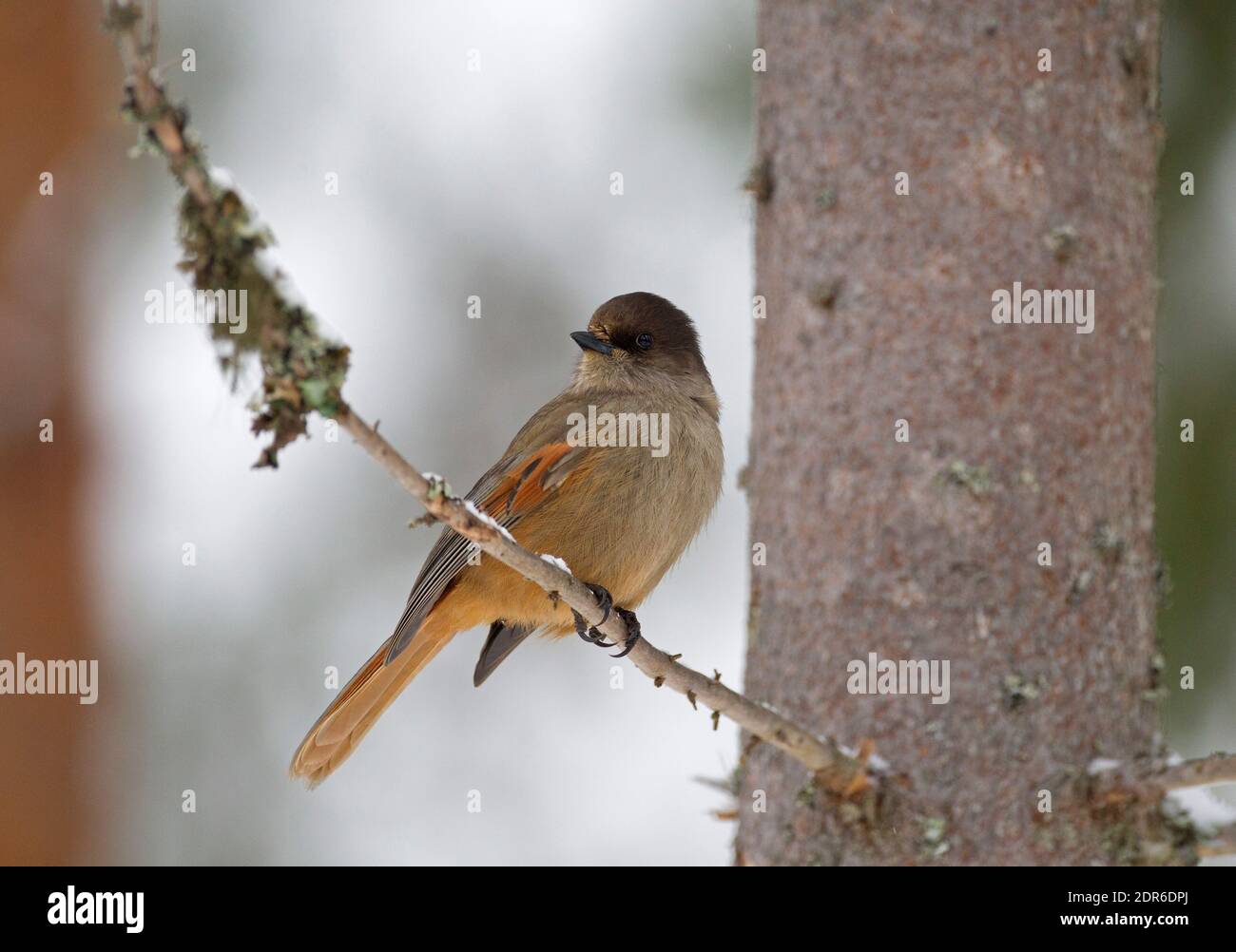 Siberian Jay, Perisoreus infaustus, single adult perched in tree. Taken February, Central Sweden. Stock Photo