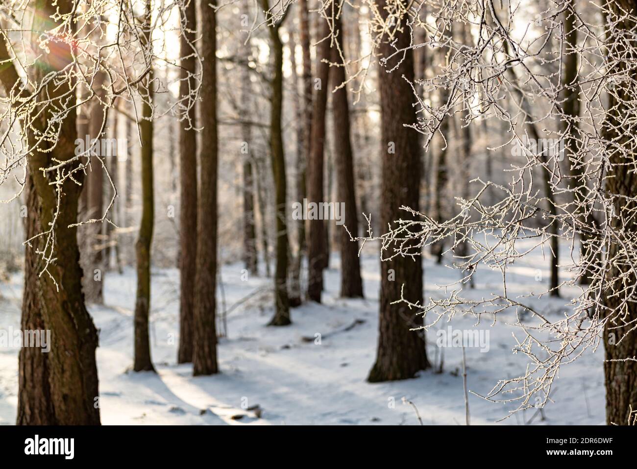 Sun rays on trees hi-res stock photography and images - Alamy