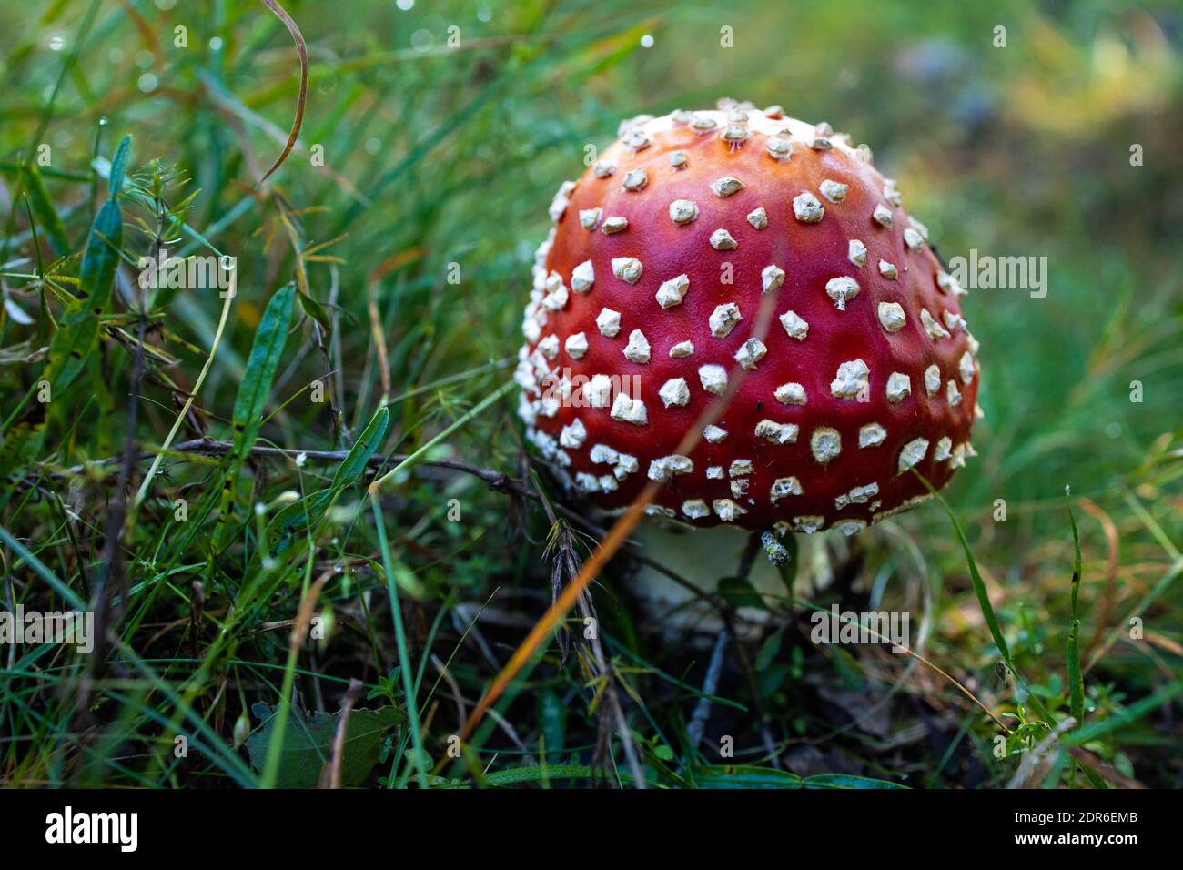 Amanita muscaria muchroom in the grass. Poisonous mushrooms Stock Photo