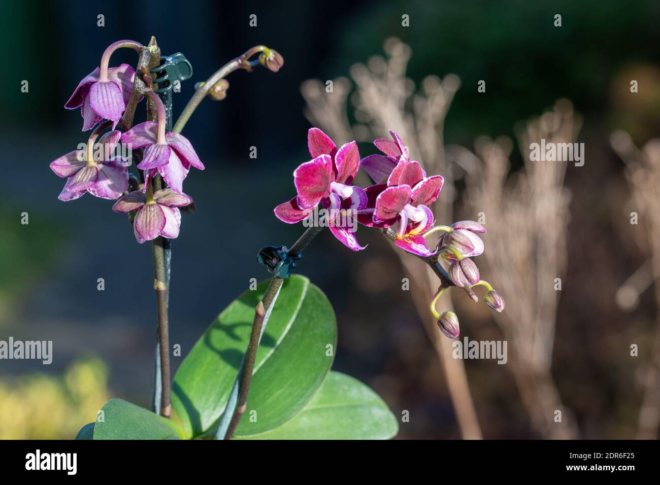 The flower of an orchid. Stock Photo