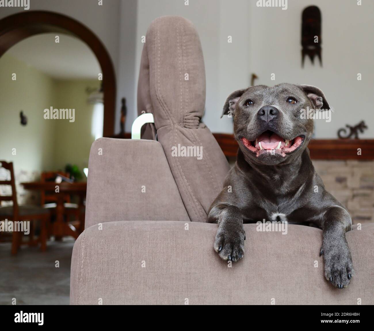 Smiling Staffordshire Bull Terrier Lies Down on Sofa in the Living Room. Happy Staff Bull on Couch at Home. Stock Photo